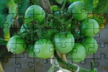 tomates verdes