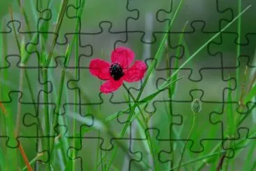 flor