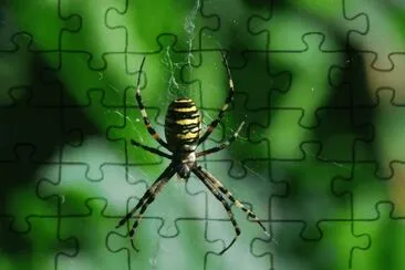araÃ±a
