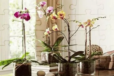 orquideas