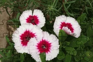 flores