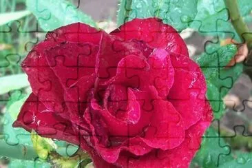 flores