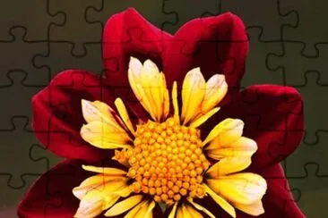 פאזל של Blooming Dahlia