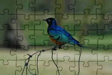 פאזל של PAJARO