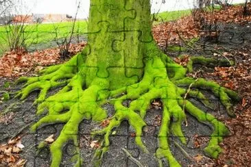 mossy roots jigsaw puzzle