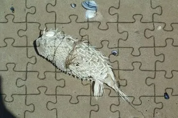 Fisch stark gesonnt, Goolwa S.A. jigsaw puzzle
