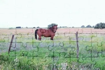 bello caballo