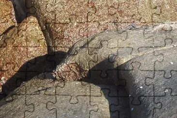 vida jigsaw puzzle