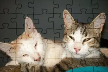 פאזל של gatitos cariÃ±osos
