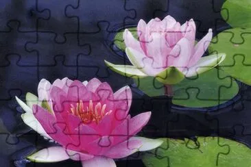 Flors de Lotus jigsaw puzzle