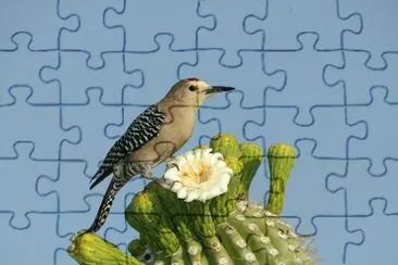 PAJAROS