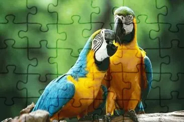 פאזל של GUACAMAYAS 5