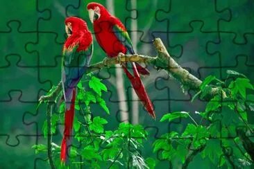 פאזל של GUACAMAYAS 6