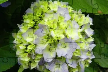 hortensia