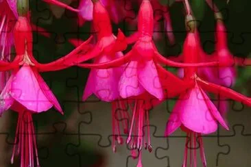 Fuchsia magellanica jigsaw puzzle