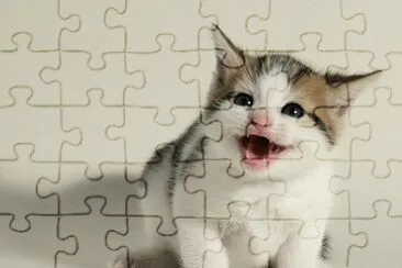 GATO 3