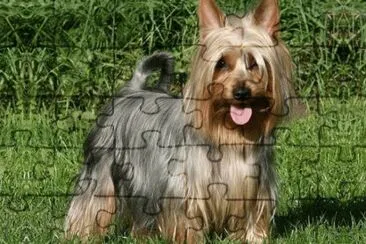 PERRO 1