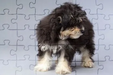 PERRO 6 jigsaw puzzle