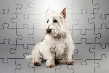 PERRO 8