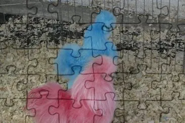 Funky chickens at the petting zoo jigsaw puzzle