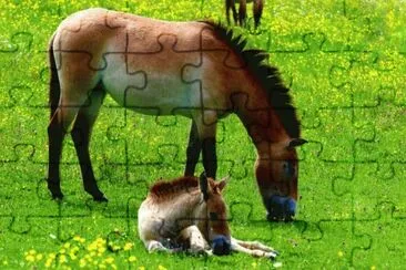 Cavalls jigsaw puzzle