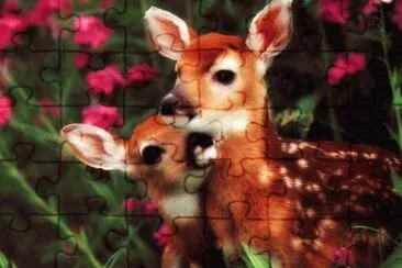 imagens