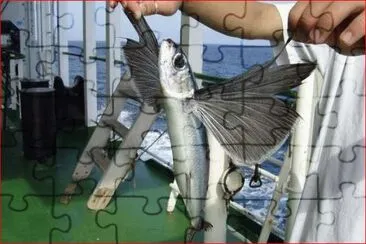 PEZ VOLADOR jigsaw puzzle