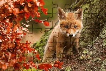 (05) Raposa Vermelha jigsaw puzzle