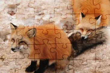 (06) Raposas Vermelhas jigsaw puzzle