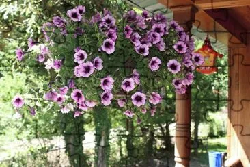 Purple flowers