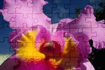 orquÃ­dea jigsaw puzzle