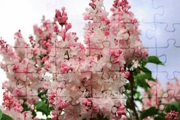 (10) Flores jigsaw puzzle