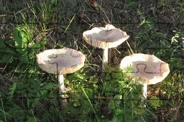  "Man On Horseback " mushrooms jigsaw puzzle