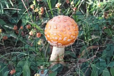  "Puffball " mushroom jigsaw puzzle