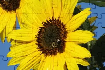 Bee on sunflower jigsaw puzzle