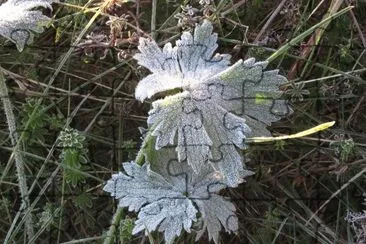 Our first frost of 2016