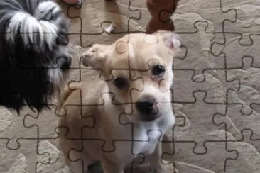 Hi !  My name 's Precious !  Suits me, doesn 't it? jigsaw puzzle