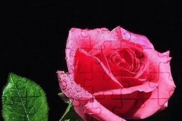 (11) Rosa jigsaw puzzle