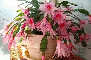 (12) Flores de Maio jigsaw puzzle