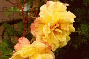 roses jigsaw puzzle