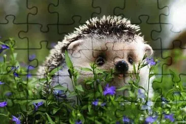 (15) Hedgehog