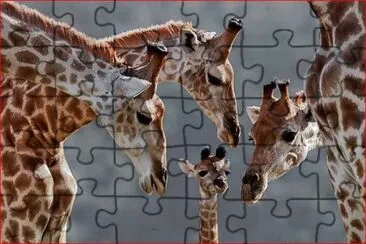 JIRAFAS