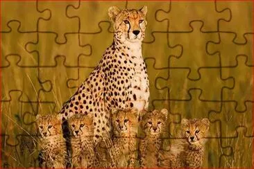 CHEETAS