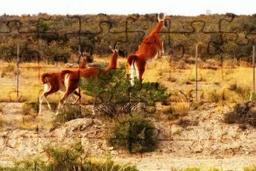 En la PenÃ­nsula de ValdÃ©s. Chubut. Argentina