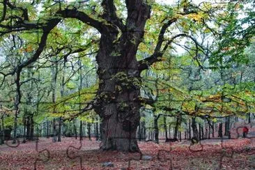 Forest