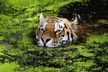 TIGRE