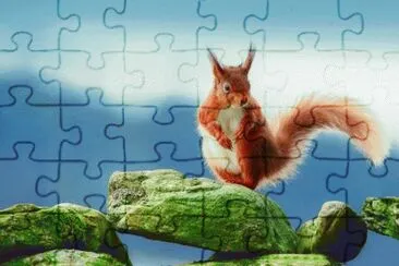 Una Ardilla Curiosa  Posa Sobre Las Rocas