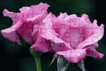 (39) Rosas