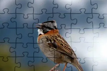 luisa j jigsaw puzzle
