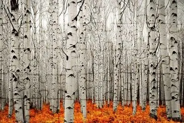 todo paisaje